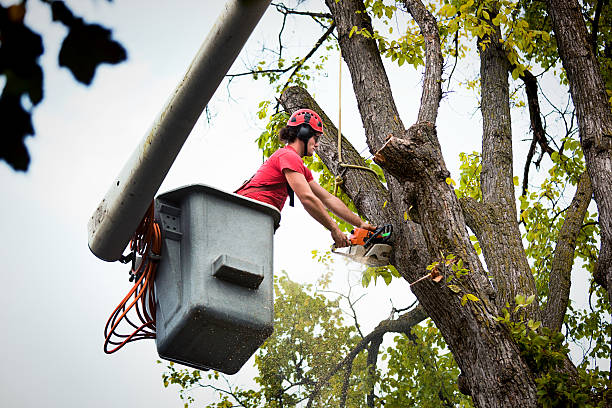 Leaf Removal in Kerman, CA